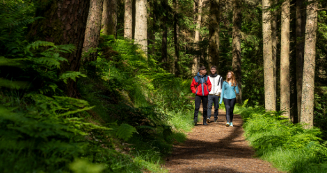 Whinlatter Dog Walk